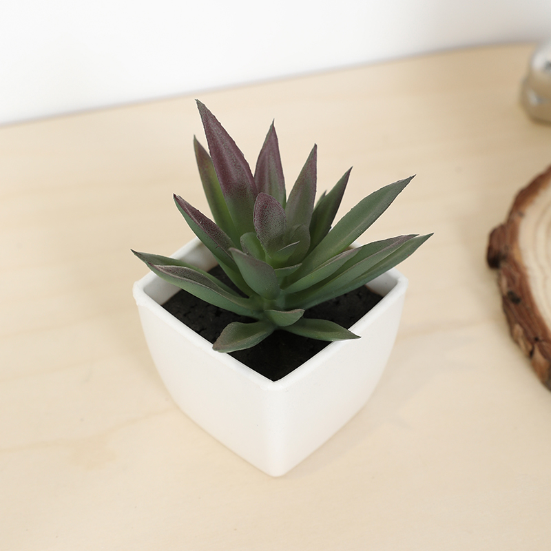 Bonsai Garden Zen - Mini tazza di fata artificiale succulenta,