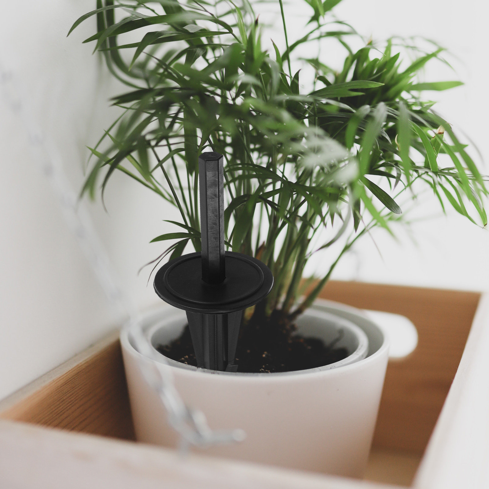 4 Pezzi di Picchetti da Terra  - Bonsai Garden Display recensione e prezzo